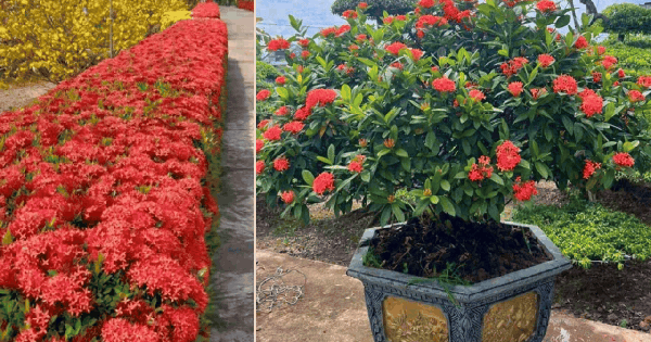 Loài hoa chơi Tết bền cả tháng, nở đẹp mỹ miều: 1 ngày ngắm 24 giờ không thấy chán