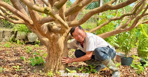 Cận cảnh cụ mai 70 năm độc nhất vô nhị được ‘hét giá’ 3,5 tỷ đồng