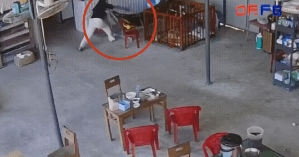 Clip 10 giây nổi da gà: Rắn vắt vẻo trên võng của con nhỏ, phản xạ của người mẹ gây sốc