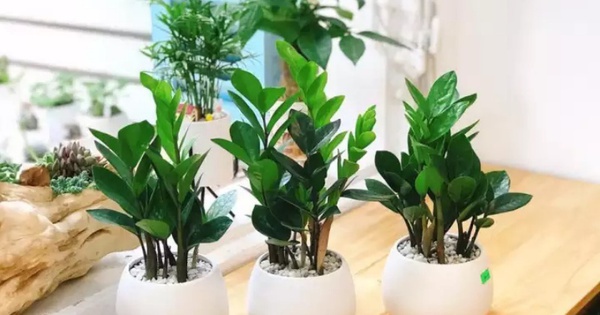 3 loại cây đặt tại phòng khách giúp năm mới Bính Ngọ may mắn, tiền – tài đều có