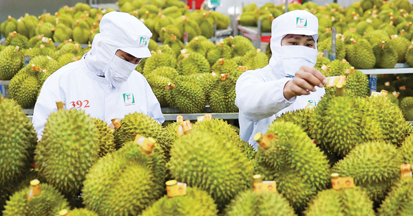 Cuộc đua sầu riêng tại Trung Quốc: Việt Nam áp sát Thái Lan, tiến gần tới mốc 50% thị phần