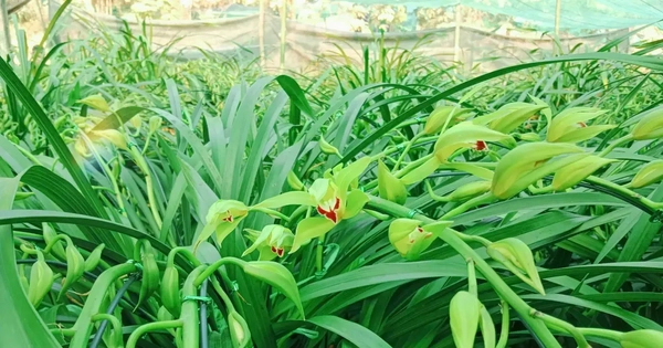 Nông dân vùng cao đưa địa lan Tết xuống núi tránh rét tái tê