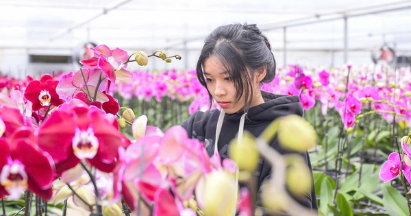 Đầu tư 10 tỉ đồng trồng loài hoa "quý tộc" bán cho người dân chơi Tết