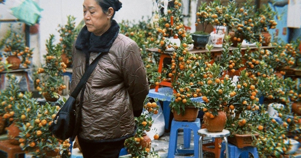Chợ hoa cổ nhất Hà Nội ngày 23 tháng Chạp: Quất chum, quất mini "chiếm sóng", đào khủng vắng bóng, người xem nhiều hơn người mua