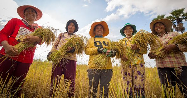 Campuchia lập kỷ lục xuất khẩu gạo 2 tỷ USD, châu Âu và Trung Quốc đóng góp lớn