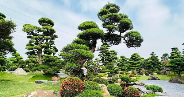 Ba loại cây 'báu vật' trồng trong vườn giúp trấn trạch, giữ nhà qua nhiều thế hệ