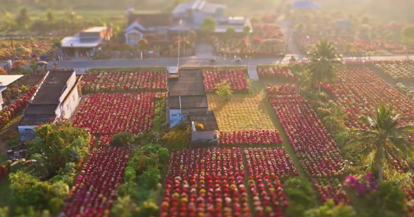 Choáng ngợp trước "nhà máy" hoa Tết rộng bằng 1.400 sân bóng đá tại miền Tây