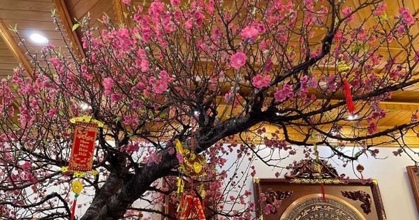 Tết Ngựa 2026: 3 cây nên đặt trong nhà để vạn sự hanh thông, tài lộc không cầu mà tự đắc