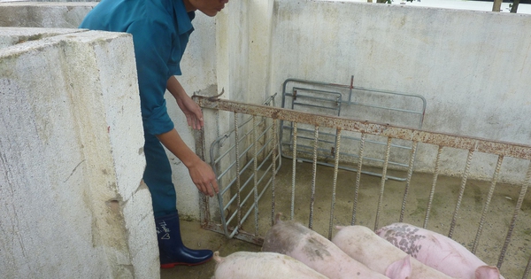 Giá heo hơi giảm mạnh cận Tết, thị trường ồ ạt nguồn cung