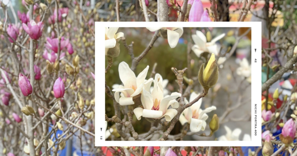 Chợ hoa Quảng Bá năm nay: Một loại hoa mới chiếm sóng, giá lên đến tiền triệu nhưng khách chốt mua chỉ trong nốt nhạc