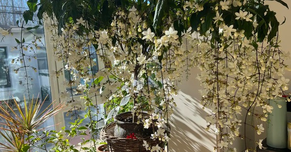 Loại hoa "thần tiên" đang gây sốt dịp cận Tết: Tên nghe đã thấy giàu sang, hoa rủ xuống như thác đổ, ai nhìn cũng muốn "rinh" ngay về nhà