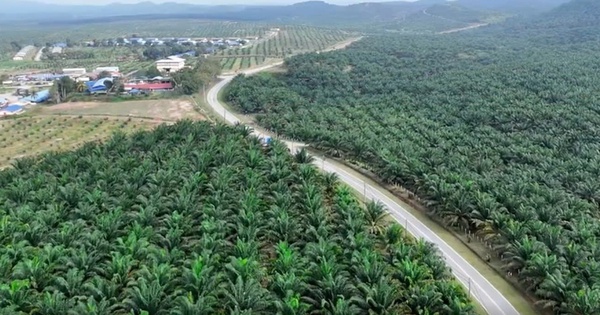 Khám Phá Hành Trình Đưa Dầu Cọ Malaysia Vươn Ra Thị Trường Toàn Cầu