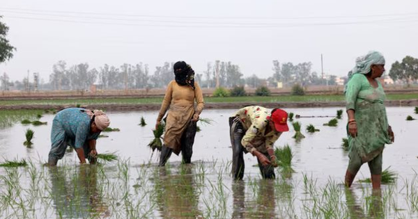 Vừa tuyên bố ngừng nhập khẩu, khách ruột của gạo Việt lên kế hoạch đẩy mạnh xuất khẩu, 1 triệu tấn sẽ bán cho những ai?