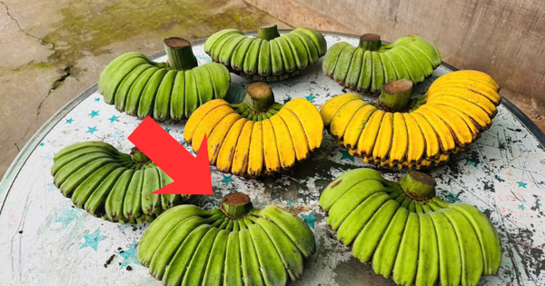 Không phải chuối ngự, chuối tiêu xanh, đây mới là nải chuối đắt nhất sạp: Lý do vì sao?