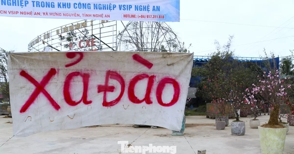 Quất sale đồng giá, đào xả kịch sàn vẫn vắng khách ngày 27 Tết