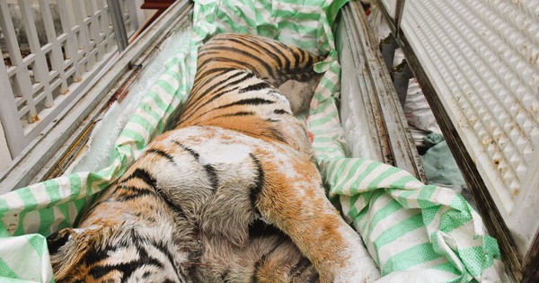 Phát hiện 2 cá thể hổ cấp đông trong hầm một ngôi nhà ở Thanh Hóa: Bí mật sau cánh cửa sắt khiến nhiều người rùng mình