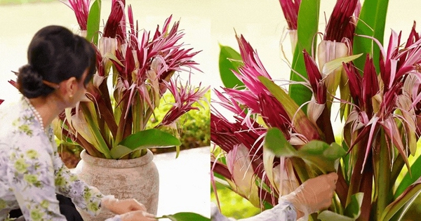 "Phú bà Long Biên" mách nước chưng Tết: Chỉ một bình hoa náng đỏ, nhà cửa thơm nức, rước lộc đầy tay