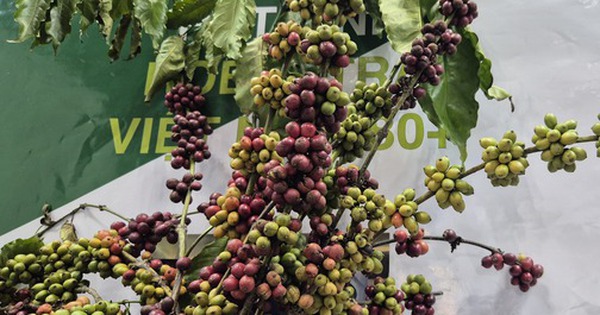 Năm hoàng kim của cà phê Việt Nam