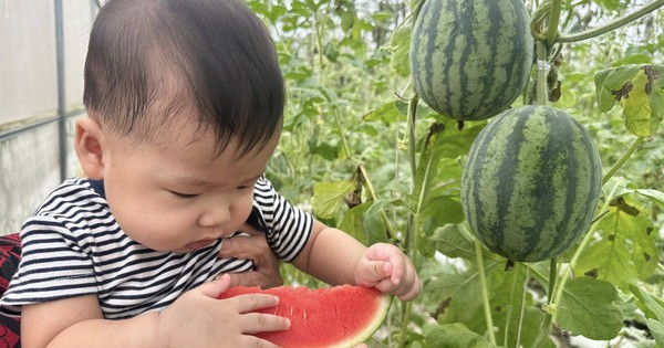 Nhà có em bé mê dưa, mẹ trồng hẳn vườn dưa mấy nghìn quả, ngắm cả khu vườn xanh mát khiến ai ghé cũng phải ngỡ ngàng