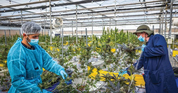 Phát minh của Israel “dậy sóng ngành nông nghiệp sạch toàn cầu”