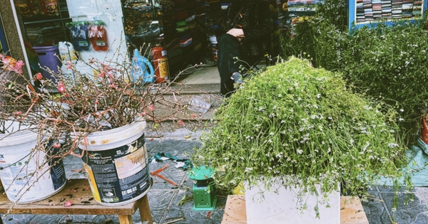 Không phải mai đào rực rỡ, đây mới là mùi hương "gây thương nhớ" nhất tháng Chạp, xoa dịu mọi giông bão năm cũ