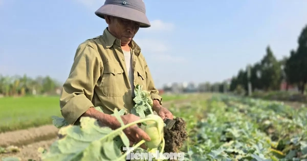 Rau củ được mùa, vì sao nông dân lại mất Tết?