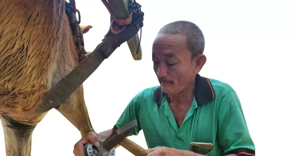 Chuyện ít biết về người làm nail cho ngựa cù lao