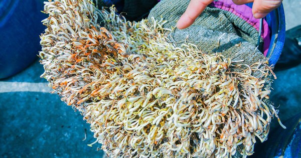 Hải Phòng tiêu hủy hơn 5 tấn giá đỗ ngâm hóa chất, để 1 tháng vẫn tươi