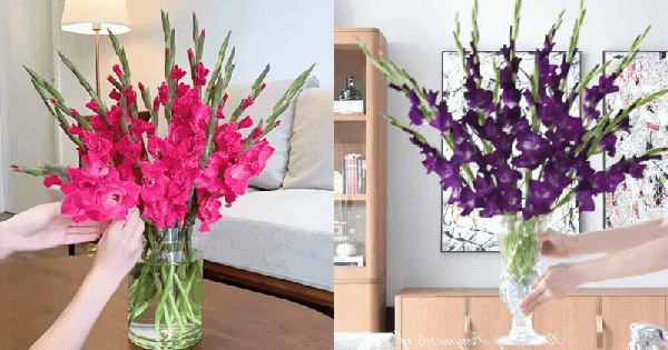 Hơn 1,2 vạn người đã áp dụng: Cách chăm lay ơn nở đều tăm tắp, bền xuyên Tết không phải ai cũng biết