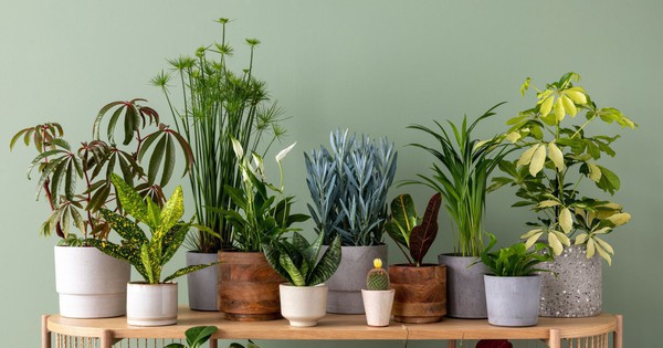 Chuyên gia 25 năm kinh nghiệm làm vườn: Đây là 7 loại cây tốt nhất nên trồng trong nhà vào năm 2026