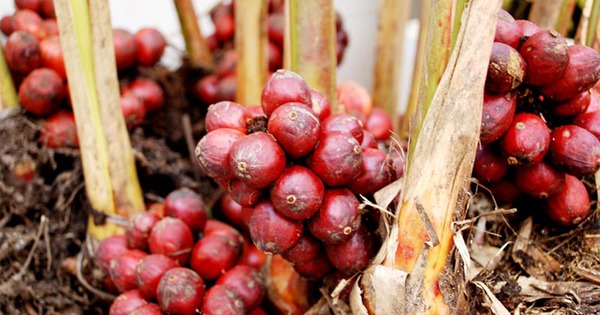 Ba loại cây gia vị ví như "kho báu" cho Việt Nam, nên trồng trong năm 2026