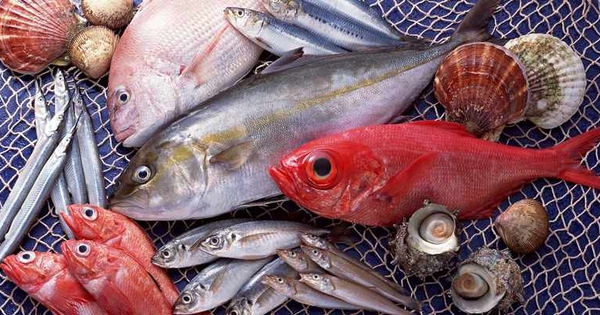 Cảnh báo: 5 loại cá có nguy cơ nhiễm kim loại nặng cao, ăn nhiều có thể hại sức khỏe