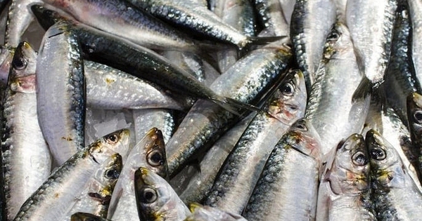 Mỹ đánh giá: Không phải cá hồi, đây mới là loài cá “tốt nhất thế giới”, cực giàu omega-3, đi chợ thấy thì nên mua ngay