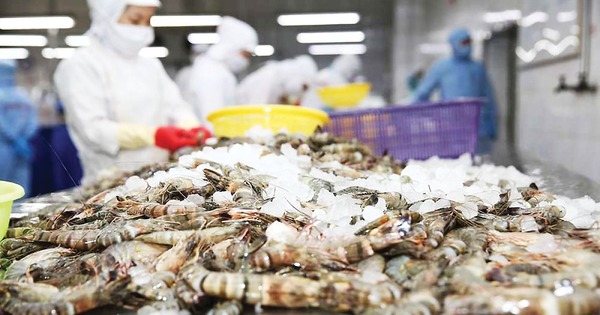 Mỹ giảm mạnh thuế chống bán phá giá, tôm Việt Nam vẫn gặp áp lực từ 1 đối thủ lớn