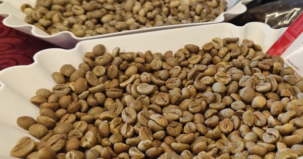 Giá cà phê hôm nay 25-2: Quay đầu tăng mạnh, chưa đến lúc lo thừa cung