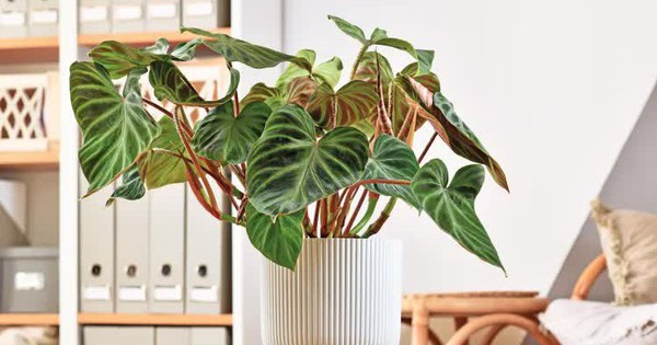 5 loại cây giúp cải thiện tâm trạng, làm bừng sáng không gian sống: Rất nên trồng trong nhà dịp đầu năm