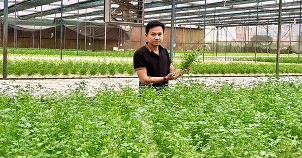 Chàng trai bỏ phố về quê trồng rau, nhẹ nhàng doanh thu gần 20 tỷ/năm