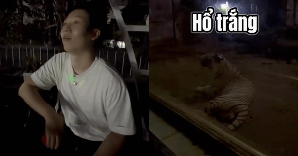 Khách Hàn ngã ngửa đi tour đêm mới biết dàn thú Thảo Cầm Viên cũng bị dí KPI