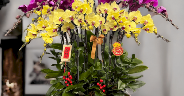 Cảnh báo đặc biệt tới các gia đình đang bày lan ngày Tết