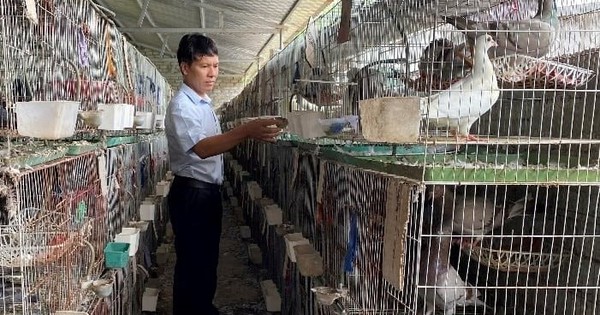 Người đàn ông Nghệ An thu 1,4 tỷ đồng/năm từ loài chim 