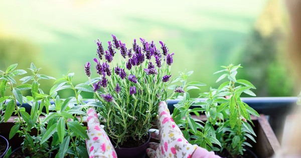 4 loại cây đẹp 