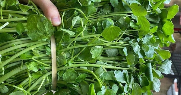 Loại rau "siêu phẩm thế giới", được Mỹ chấm điểm 100/100: Chợ Việt bán la liệt, 15.000đ/mớ