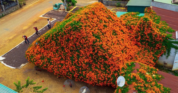 Sáng nhất Lâm Đồng lúc này: Ngôi nhà phủ kín hoa xác pháo đỏ rực, ngắm 1 hồi ngỡ lạc ở cõi tiên