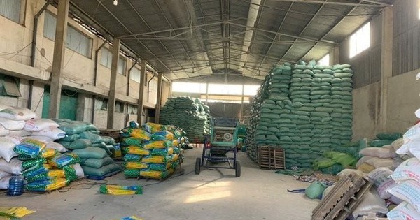 Khởi tố giám đốc làm giả hơn 200 tấn lúa giống ST25, ST24