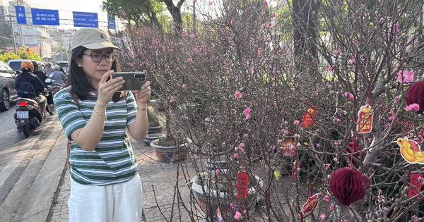 Hoa đào Tết bắt đầu tràn về TPHCM, người mua bất ngờ khi hỏi giá