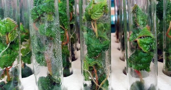 Phát minh của Mỹ làm rung chuyển ngành xây dựng: Tạo ra 'siêu gỗ' từ cây biến đổi gen, có thể thay thế thép và bê tông