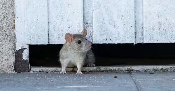 Vứt thứ này ra vườn, chuột tự nhiên 