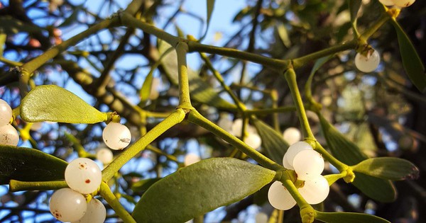 5 loại cây mang lại vận rủi, không nên trồng trong nhà