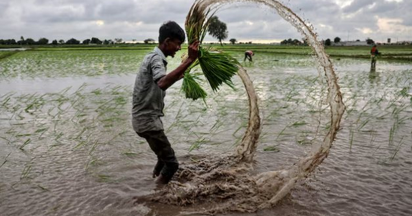 Buồn của quốc gia nhập khẩu 2 triệu tấn gạo: Gần 90 nhà máy xay xát phải đóng cửa, chuyện gì đang xảy ra?