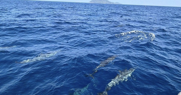 Tuần tra tưởng ảo giác khi thấy hơn 100 sinh vật trồi lên giữa biển, chuyên gia nói: Hiện tượng cực hiếm